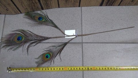 Ozdobne pióro PAWIE 50cm CV10066 Ozdobne pióro PAWIE 50cm CV10066