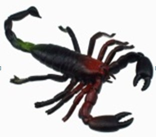Skorpion 12szt. | NT6634 Skorpion 12szt. | NT6634
