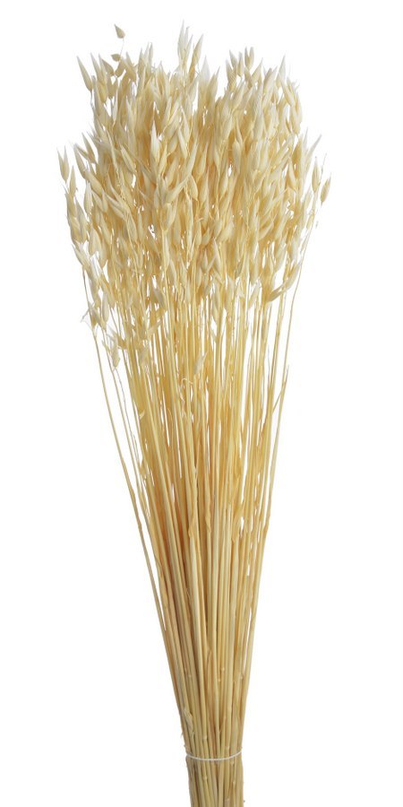 Owies w pęczku wybielany około 65cm 70g WOL-01 Owies w pęczku wybielany około 65cm 70g WOL-01