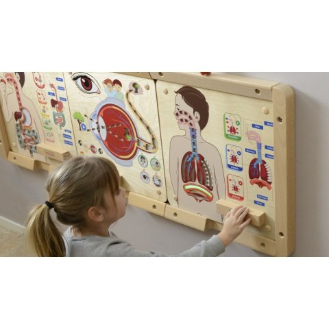 MASTERKIDZ Tablica Edukacyjna Układ Oddechowy Montessori MASTERKIDZ Tablica Edukacyjna Układ Oddechowy Montessori