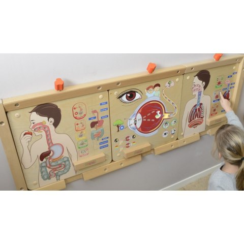 MASTERKIDZ Tablica Edukacyjna Układ Oddechowy Montessori MASTERKIDZ Tablica Edukacyjna Układ Oddechowy Montessori