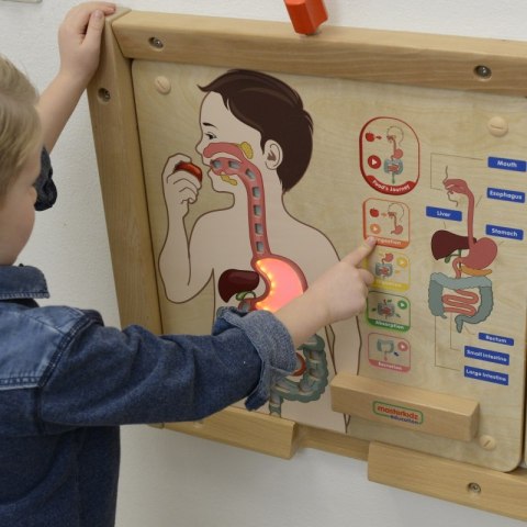 MASTERKIDZ Tablica Edukacyjna Układ Trawienny Montessori MASTERKIDZ Tablica Edukacyjna Układ Trawienny Montessori