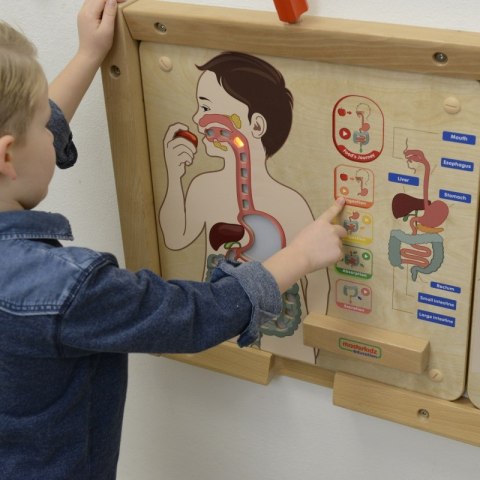 MASTERKIDZ Tablica Edukacyjna Układ Trawienny Montessori MASTERKIDZ Tablica Edukacyjna Układ Trawienny Montessori