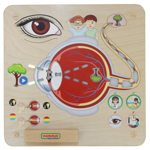 MASTERKIDZ Tablica Edukacyjna Zmysł Wzroku Montessori MASTERKIDZ Tablica Edukacyjna Zmysł Wzroku Montessori