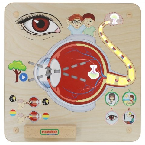 MASTERKIDZ Tablica Edukacyjna Zmysł Wzroku Montessori MASTERKIDZ Tablica Edukacyjna Zmysł Wzroku Montessori