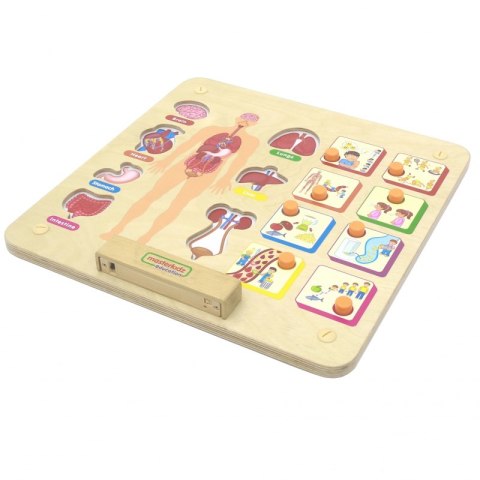 MASTERKIDZ Tablica Edukacyjna Układ Ciała Ludzkiego Montessori MASTERKIDZ Tablica Edukacyjna Układ Ciała Ludzkiego Montessori