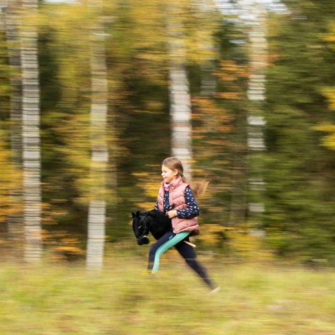 Hobby horse Skippi koń na kiju duży A3 kantar Hobby horse Skippi koń na kiju duży A3 kantar