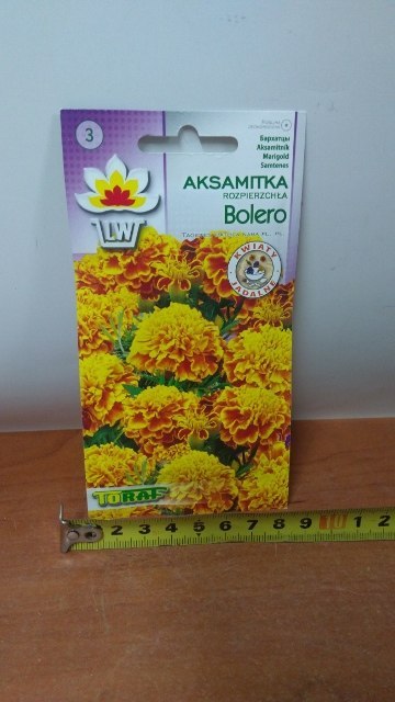 Nasiona AKSAMITKA BOLERO 1g Nasiona AKSAMITKA BOLERO 1g